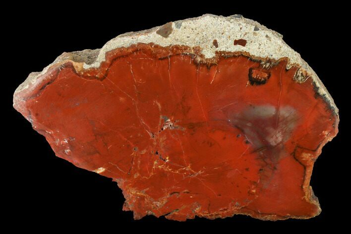 Brick Red, Polished Petrified Wood (Araucarioxylon) - Arizona #147910